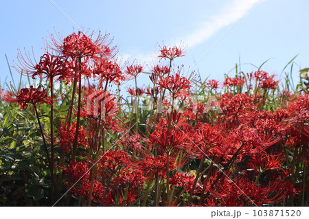 秋を代表する植物ヒガンバナの群生ー壱 103871520