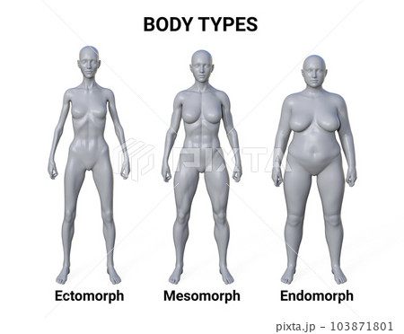 3d Illustration Female Body Ectomorph Body Stock Illustration 2307713753