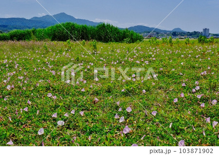 浜昼顔が咲く柏崎海岸公園 新潟県柏崎市 浜昼顔が咲く柏崎海岸公園 新潟県柏崎市 103871902