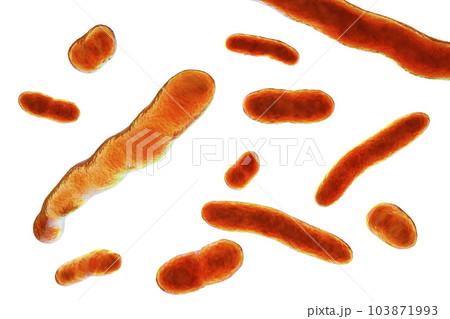Elizabethkingia meningoseptica bacteria, 3D illustration 103871993