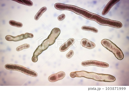 Elizabethkingia meningoseptica bacteria, 3D illustration 103871999