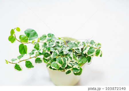 フィカス・プミラ フィカス・プミラ 103872140