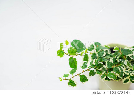 フィカス・プミラ フィカス・プミラ 103872142