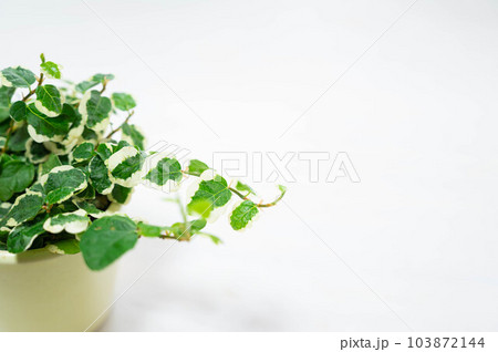 フィカス・プミラ 103872144