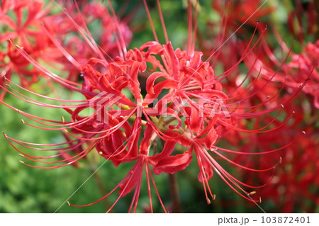独創的な花姿が魅力的なヒガンバナー五 103872401