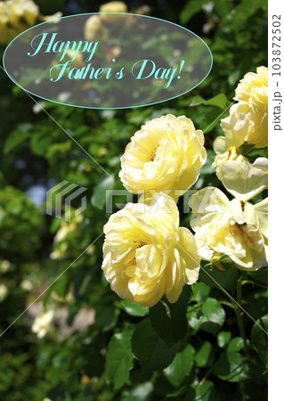 父の日の黄色いバラ（メッセージ付き） 103872502