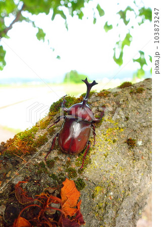 カブトムシ 夏休み 子供 カブトムシ 夏休み 子供 103873247