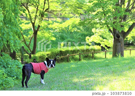ゆずの里毛呂山町総合公園の爽やかな新緑の中で見つめるボストンテリアのマイティ君♡ 103873810