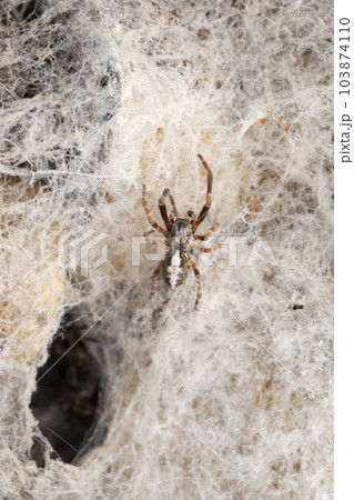 Male of colony web spider, Stegodyphus sarisinorum, Satara, Maharashtra, India Male of colony web spider, Stegodyphus sarisinorum, Satara, Maharashtra, India 103874110