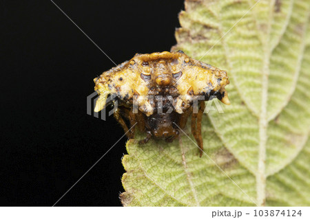 Lighter varient of Bird dung mimic spider, Pasilobus kothigarus, Satara, Maharashtra, India Lighter varient of Bird dung mimic spider, Pasilobus kothigarus, Satara, Maharashtra, India 103874124