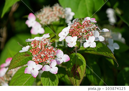 ガクアジサイ 103874125