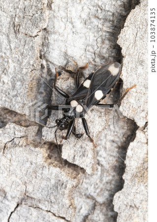 Assasin bug, Acanthaspis angularis, Satara, Maharashtra, India 103874135