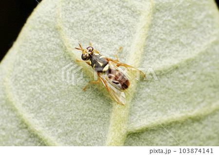 Fruit fly, Dacus ciliatus, Satara, Maharashtra, India Fruit fly, Dacus ciliatus, Satara, Maharashtra, India 103874141