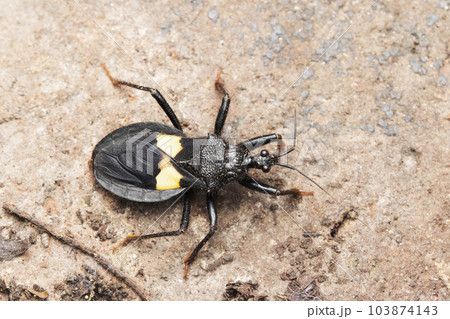 Giant assasin bug, Platymeris guttatipennis, Satara, Maharashtra, India 103874143