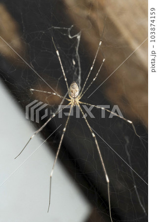 Long legged spider closeup, Pholcus phalangioides, Satara, Maharashtra, India Long legged spider closeup, Pholcus phalangioides, Satara, Maharashtra, India 103874159