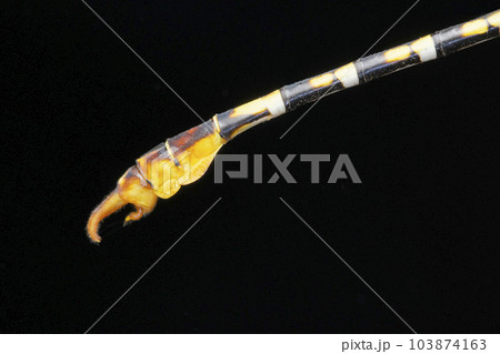 Tail structure of River clubtailed dragonfly, Gomphus flavipes, Satara, Maharashtra, India 103874163