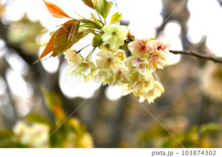 光り輝く鬱金桜 光り輝く鬱金桜 103874302