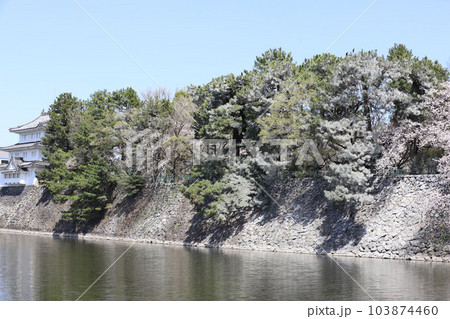名古屋城　名城公園　桜　愛知県 103874460