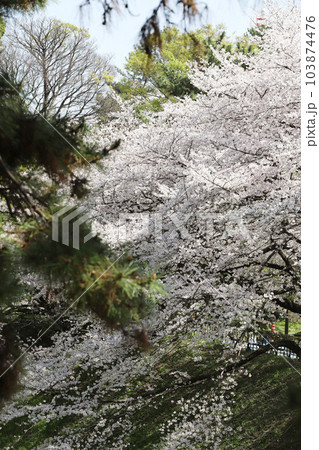 名古屋城　名城公園　桜　愛知県 103874476