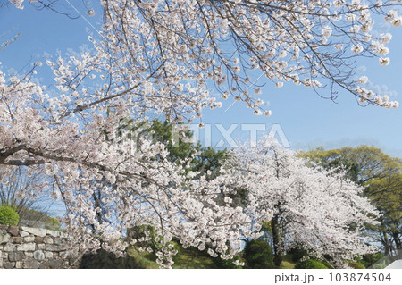 名古屋城 名城公園 桜 愛知県 名古屋城 名城公園 桜 愛知県 103874504
