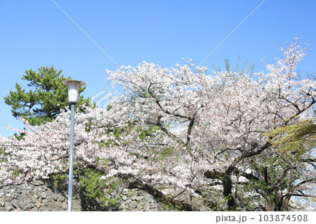 名古屋城 名城公園 桜 愛知県 名古屋城 名城公園 桜 愛知県 103874508