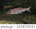 仲間を食べるお魚 103874541