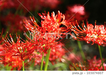 曼珠沙華 曼珠沙華 103874807
