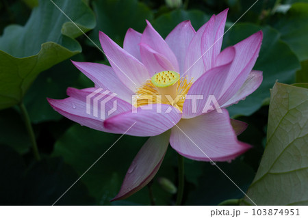 元気一杯に咲く夏の使者 103874951