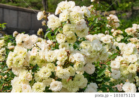 神戸須磨離宮公園の春のバラの花(白) 神戸須磨離宮公園の春のバラの花(白) 103875115