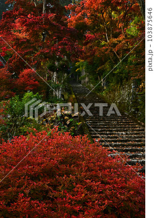 秋の常勝寺 103875646