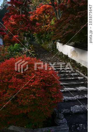 秋の常勝寺 秋の常勝寺 103875647