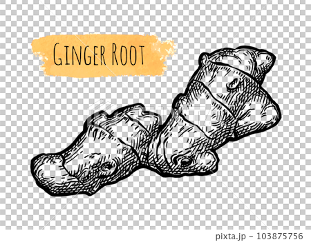 Fresh ginger root ink sketch. Fresh ginger root ink sketch. 103875756