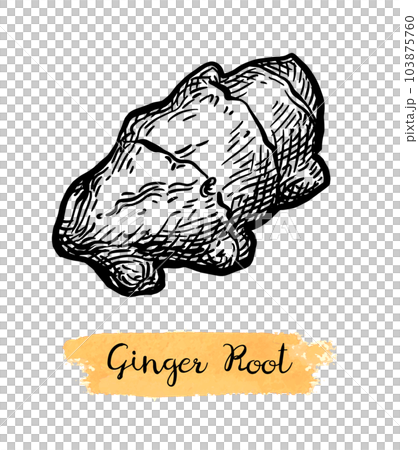 Fresh ginger root ink sketch. 103875760