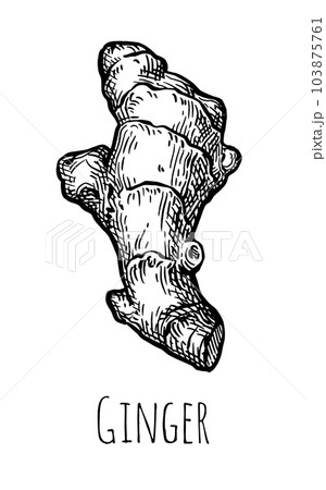 Fresh ginger root ink sketch. Fresh ginger root ink sketch. 103875761