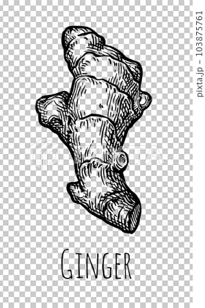 Fresh ginger root ink sketch. Fresh ginger root ink sketch. 103875761