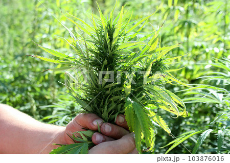 Abandoned land with natural grown marijuana. Marijuana Plantation. Hemp plants 103876016