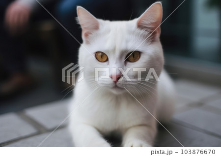 Portrait of a cute cat looking away. Foreign white cat breed. Generative AI 103876670