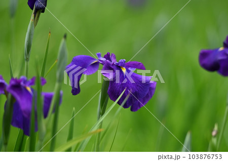 紫色の花菖蒲 紫色の花菖蒲 103876753