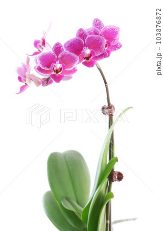 ミニ胡蝶蘭 濃いピンク色 白い縁取り 明るい背景 ミニ胡蝶蘭 濃いピンク色 白い縁取り 明るい背景 103876872