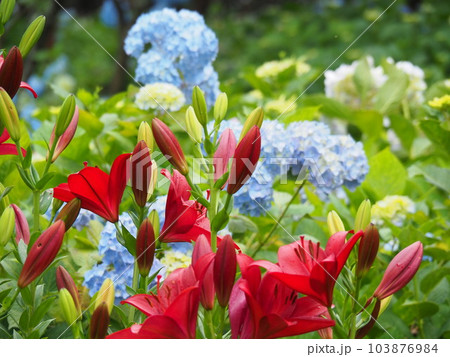 紫陽花とゆり 103876984