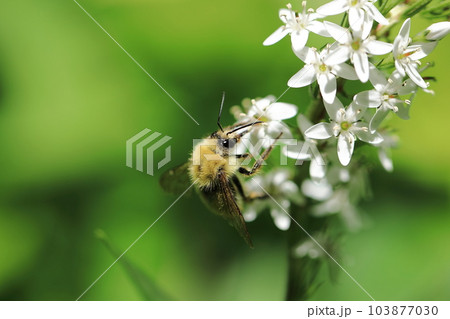 コマルハナバチとオカトラノオ❺ 103877030