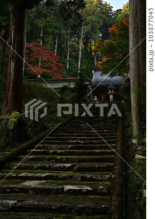 秋の常勝寺 103877045