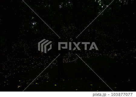 岐阜県大垣市金生山の姫蛍 岐阜県大垣市金生山の姫蛍 103877077