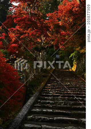 秋の常勝寺 103877309