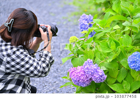 カメラ女子　アジサイを撮影する女性　梅雨　 103877458