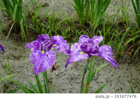 別府沼公園の花菖蒲 別府沼公園の花菖蒲 103877476