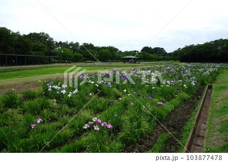 別府沼公園の花菖蒲 103877478