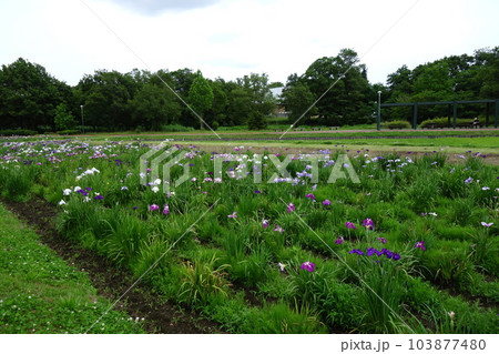 別府沼公園の花菖蒲 別府沼公園の花菖蒲 103877480