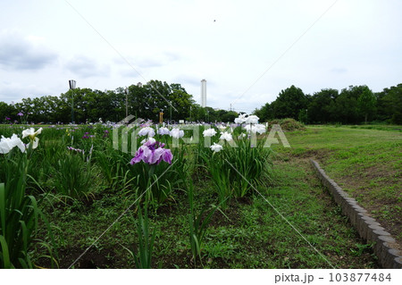 別府沼公園の花菖蒲 別府沼公園の花菖蒲 103877484