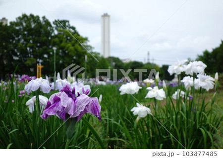 別府沼公園の花菖蒲 103877485